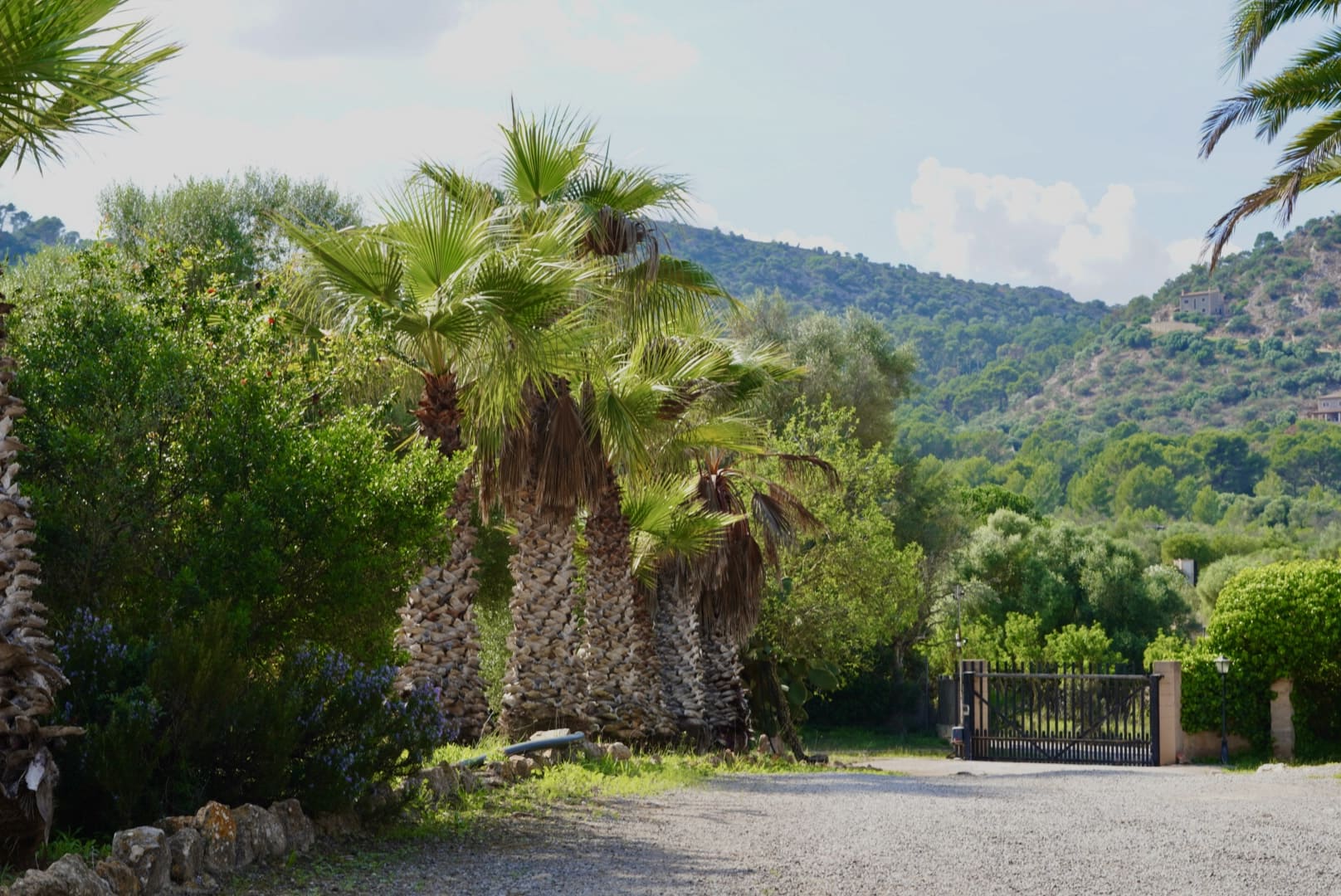 Camino de entrada con palmeras centenarias y vistas a la montaña